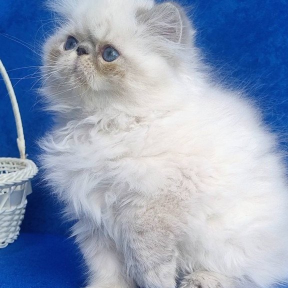 Persian Harry