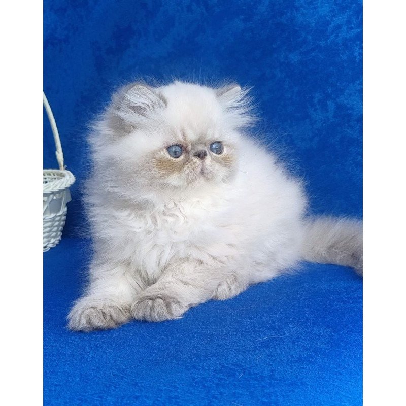 Persian Harry