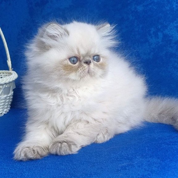 Persian Harry