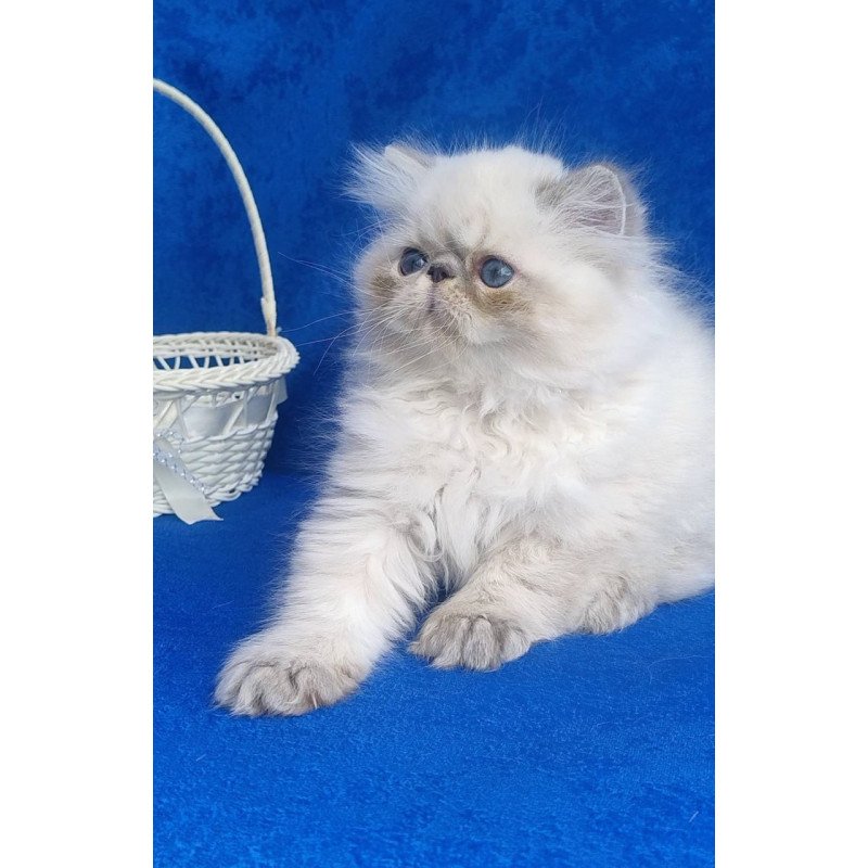 Persian Harry
