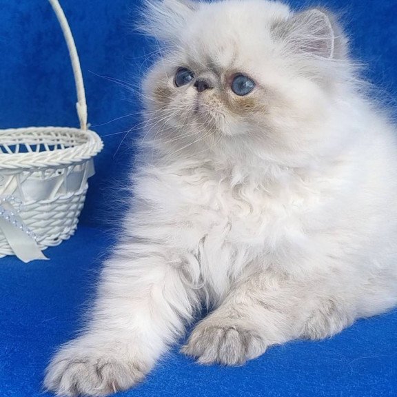 Persian Harry