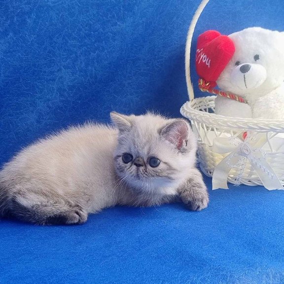 Exotic Hani