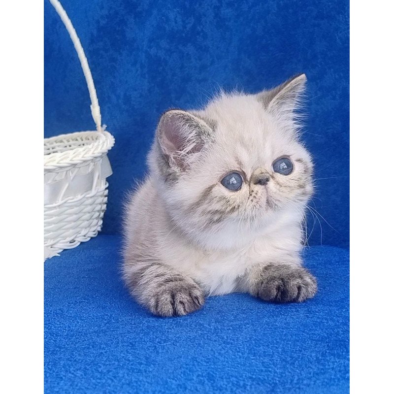 Exotic Hani