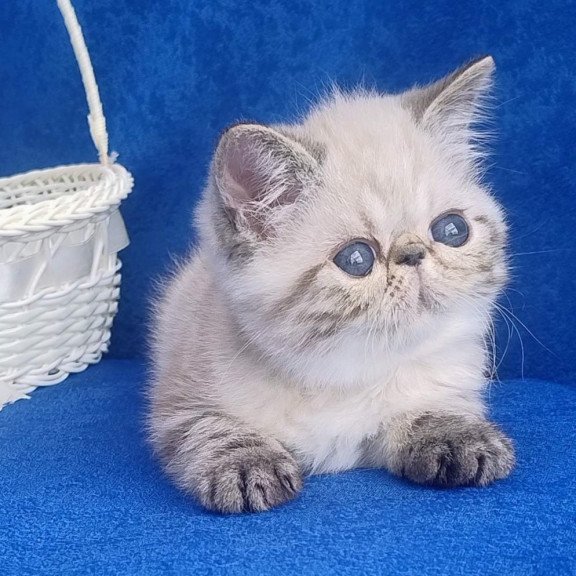Exotic Hani