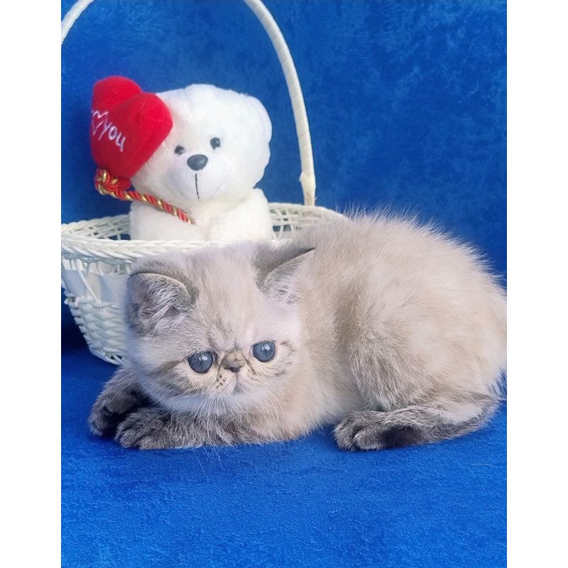 Exotic Hani