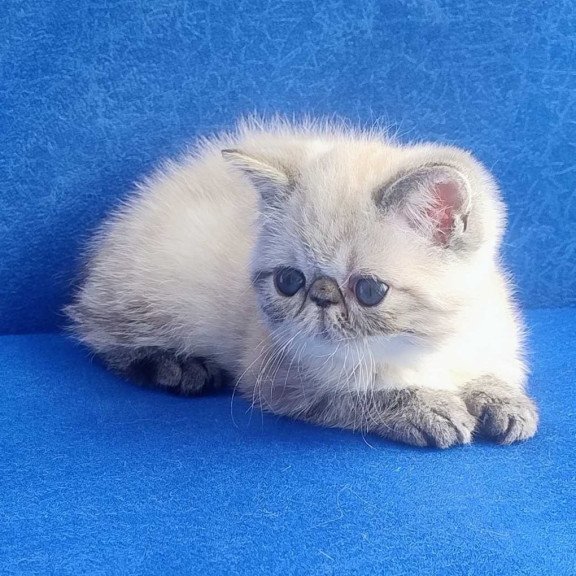 Exotic Hani