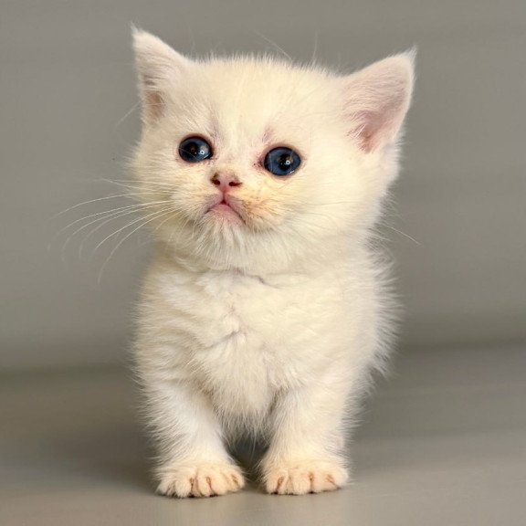 Munchkin Nestor