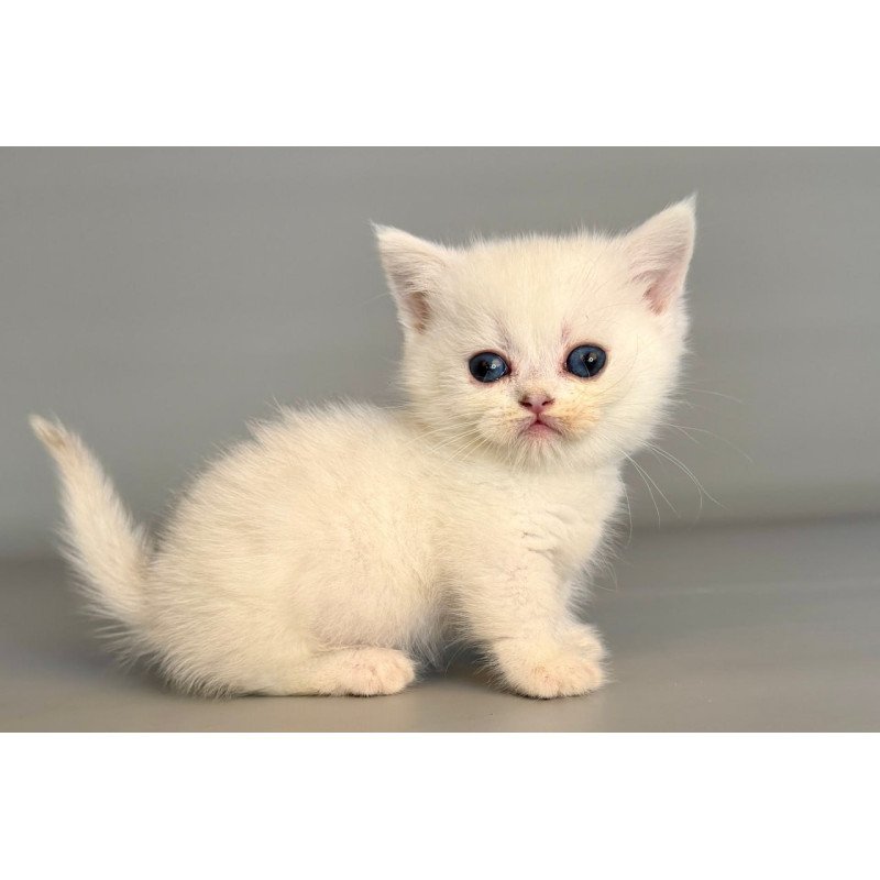 Munchkin Nestor