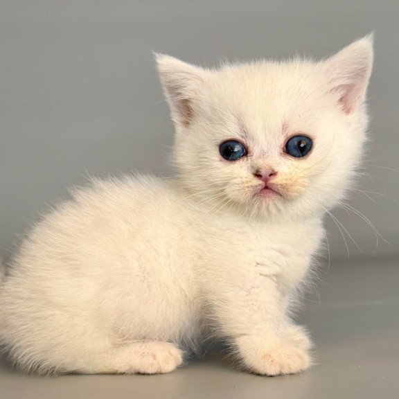 Munchkin Nestor