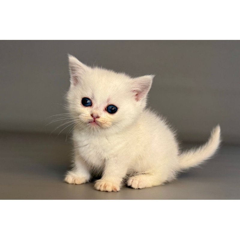 Munchkin Nestor