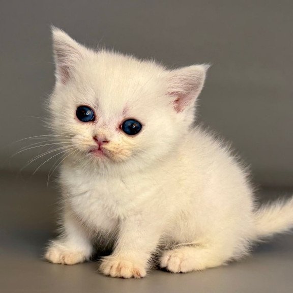 Munchkin Nestor