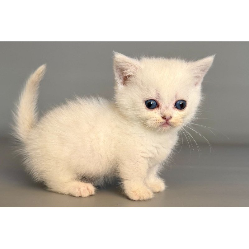 Munchkin Nestor