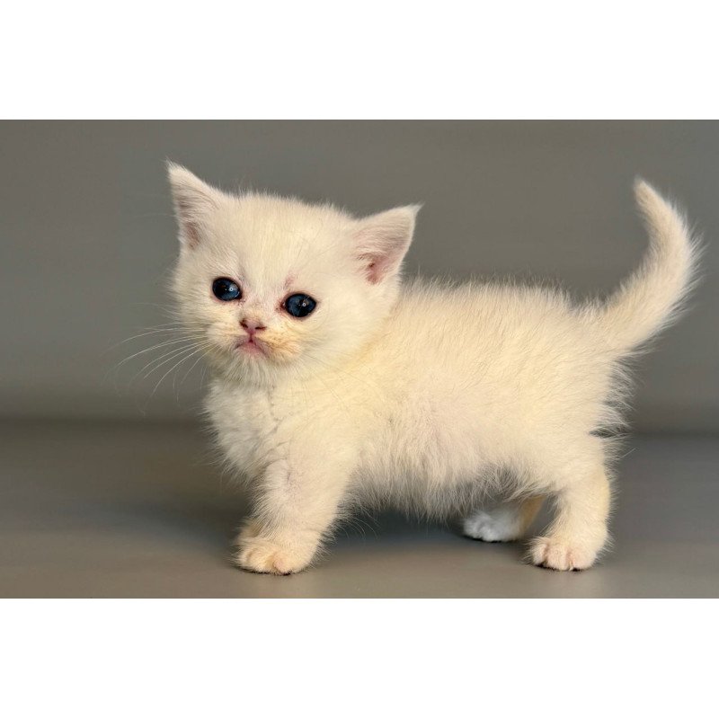 Munchkin Nestor
