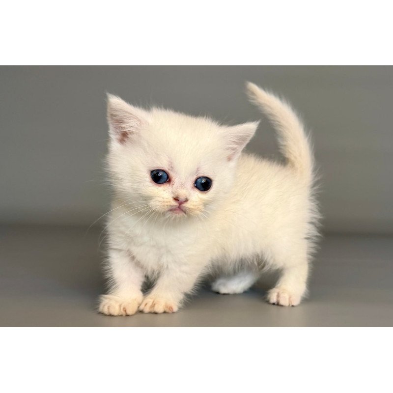 Munchkin Nestor
