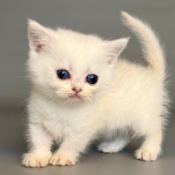 Munchkin Nestor