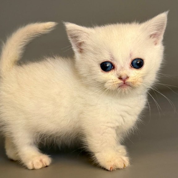 Munchkin Nestor