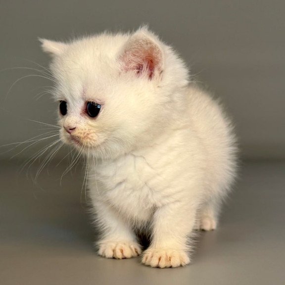 Munchkin Nestor