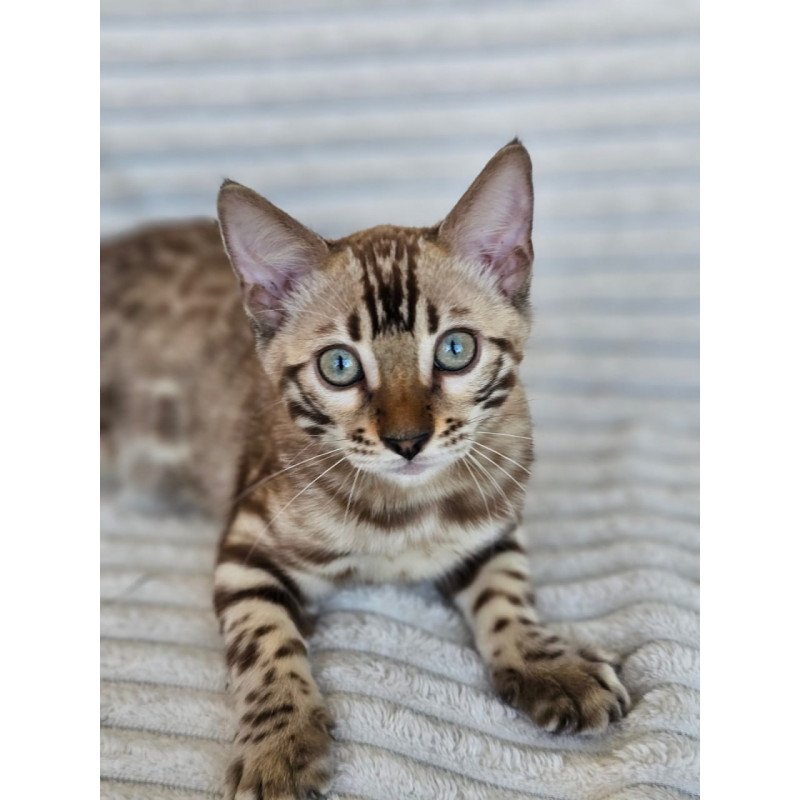 Bengal Sid