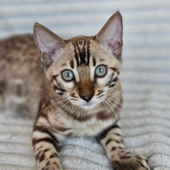 Bengal Sid