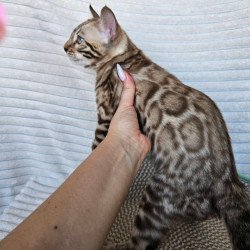 Bengal Sid