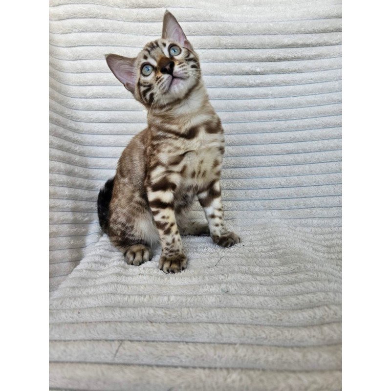 Bengal Sid