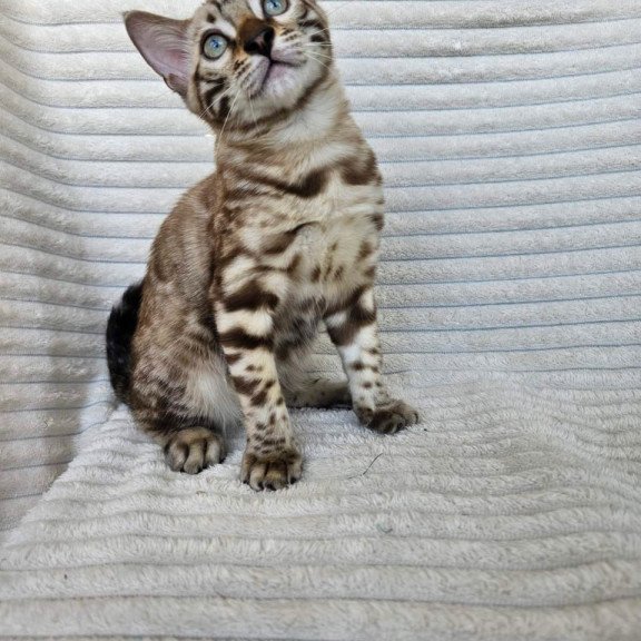 Bengal Sid