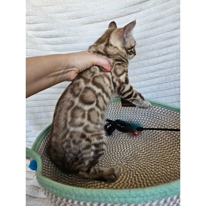 Bengal Sid