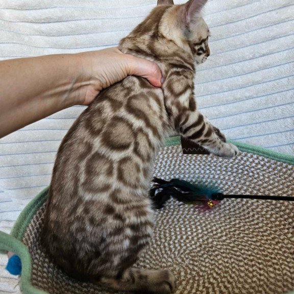 Bengal Sid