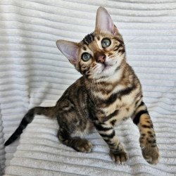 Bengal Sam
