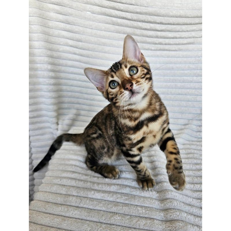 Bengal Sam