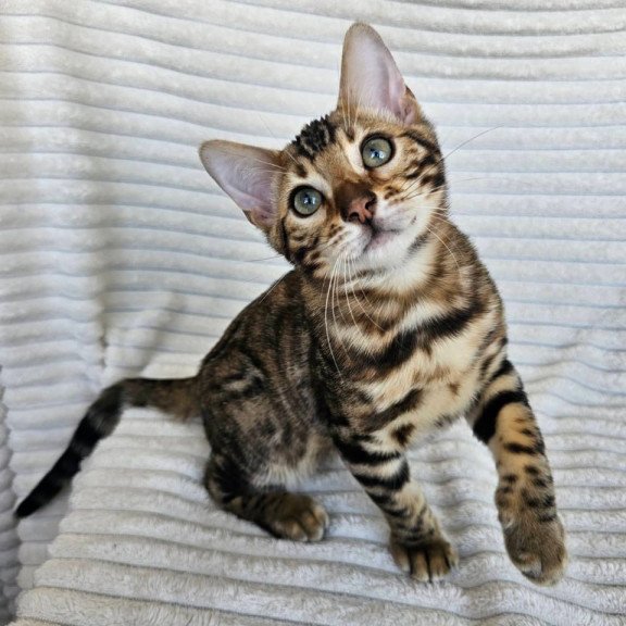 Bengal Sam