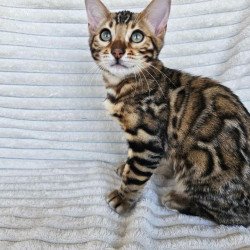Bengal Sam