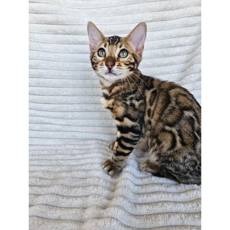 Bengal Sam