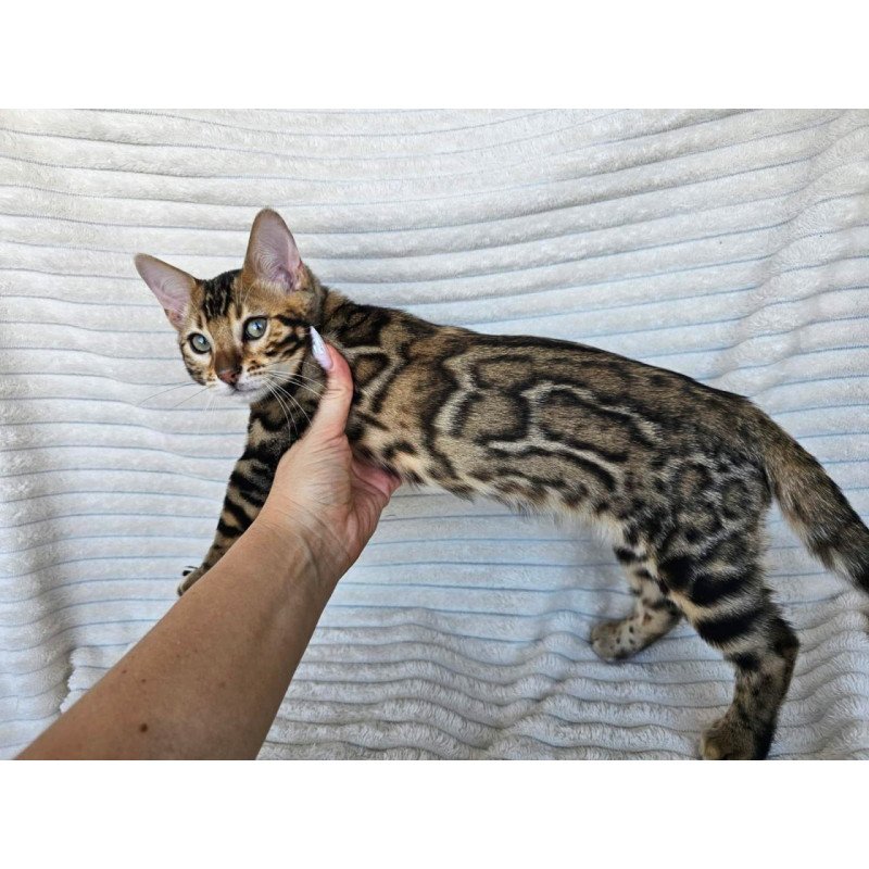Bengal Sam