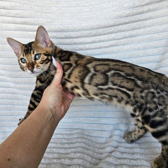 Bengal Sam