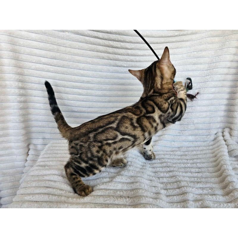 Bengal Sam