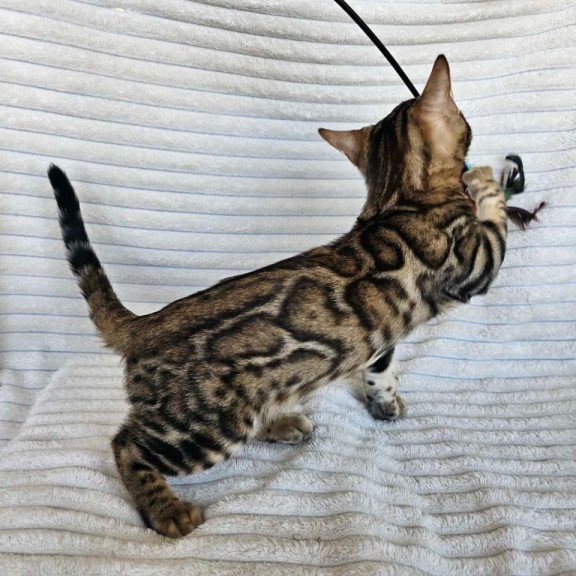 Bengal Sam