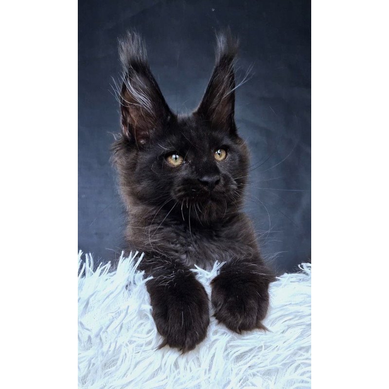 Maine Coon NOV Lazarus Luxury
