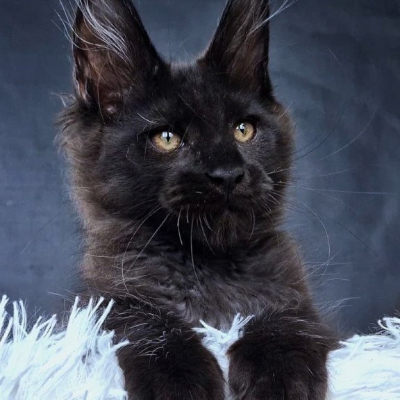 Maine Coon NOV Lazarus Luxury
