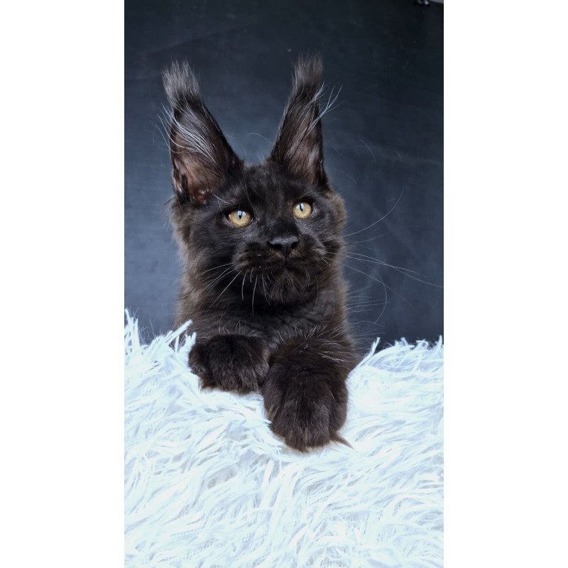 Maine Coon NOV Lazarus Luxury