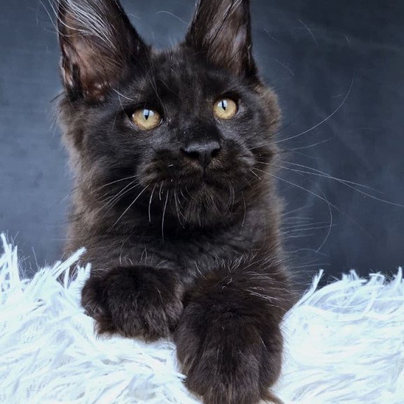 Maine Coon NOV Lazarus Luxury