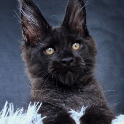 Maine Coon NOV Lazarus Luxury