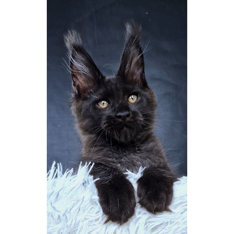 Maine Coon NOV Lazarus Luxury