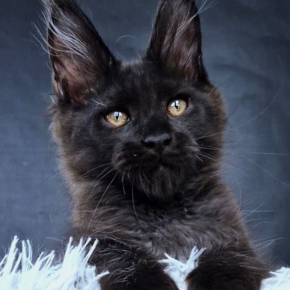 Maine Coon NOV Lazarus Luxury