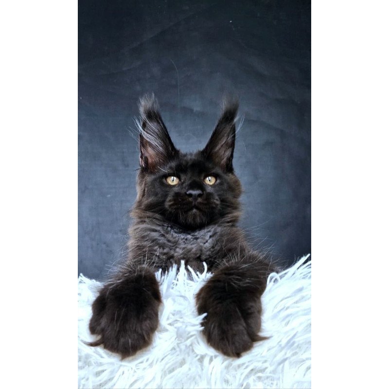 Maine Coon NOV Lazarus Luxury