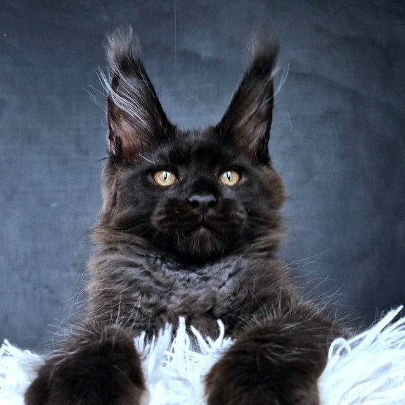 Maine Coon NOV Lazarus Luxury