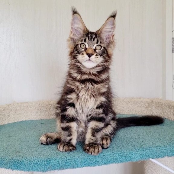 Maine Coon NOV Kevin