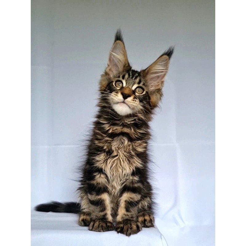 Maine Coon NOV Kevin