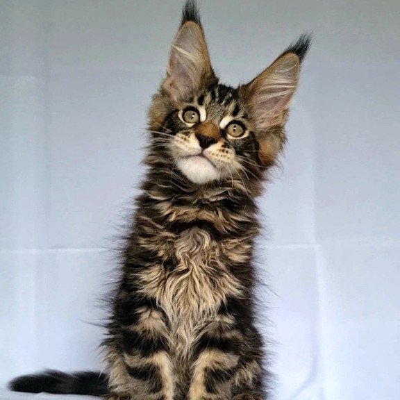 Maine Coon NOV Kevin