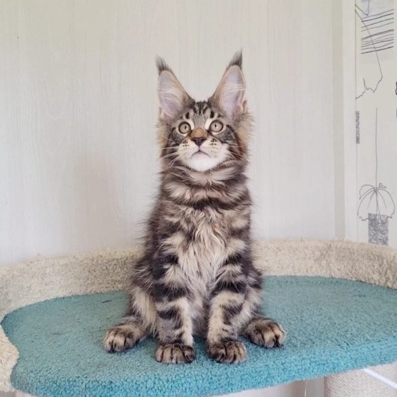 Maine Coon NOV Kevin